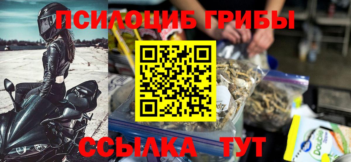 Галлюциногенные грибы Psilocybe  Сыктывкар 